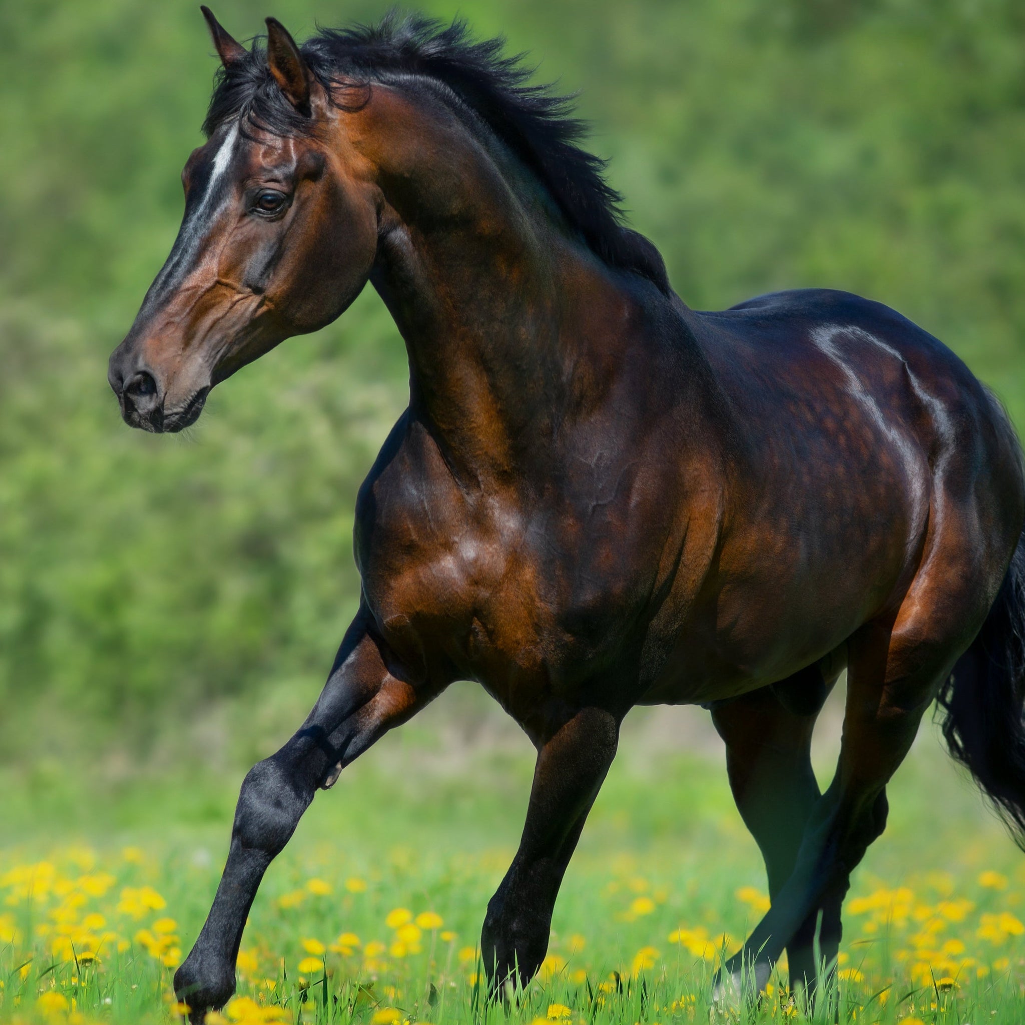 EQUINE