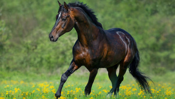 EQUINE